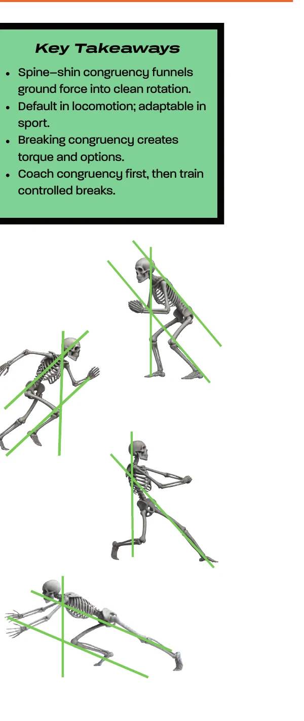 WeckMethod 2026 WMQ ManualのSpine-Shin Congruency図版