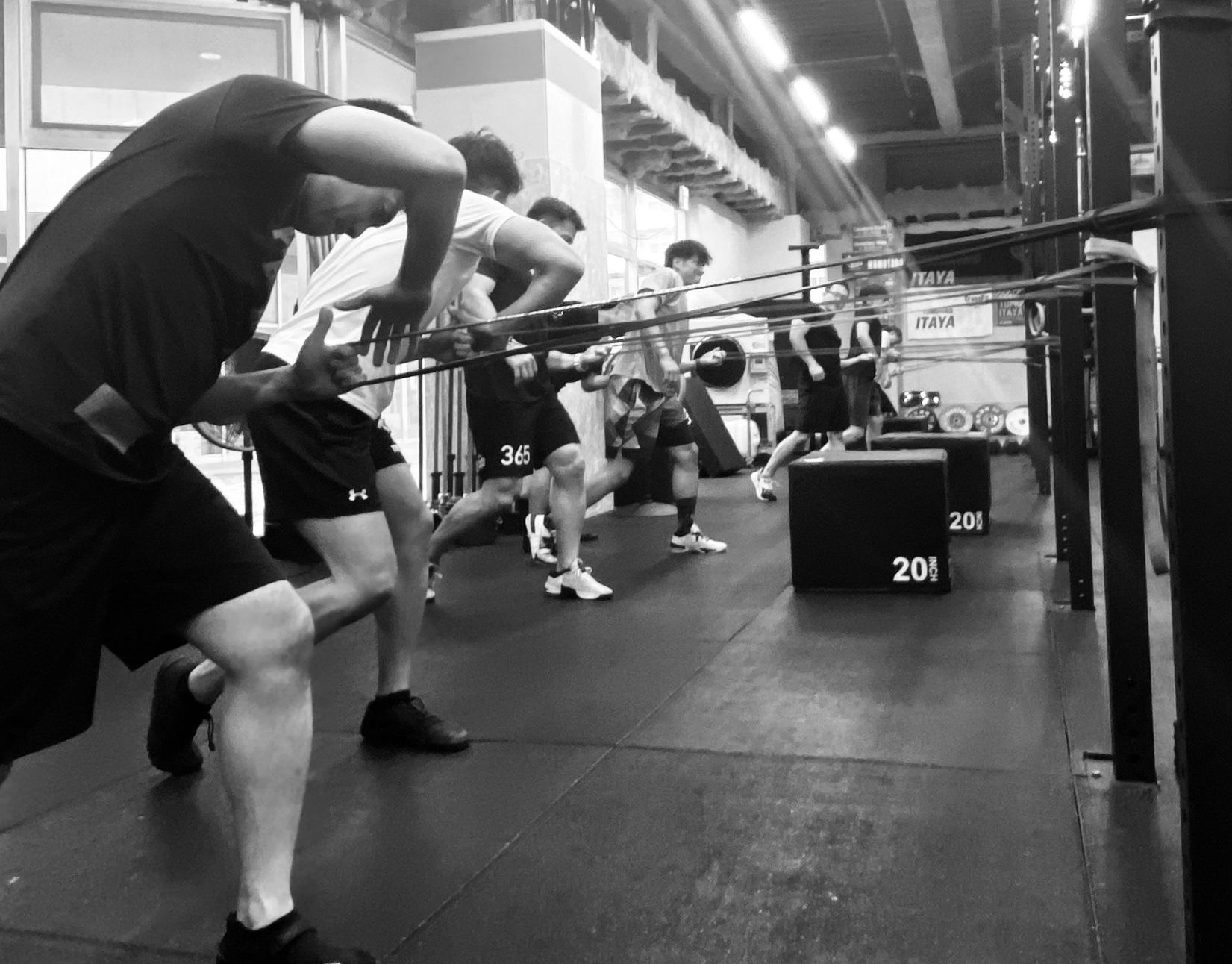 解剖学的方向の用語